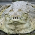 crocodile_american_tar_h_0060_cos0339.jpg